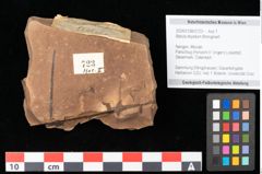 Foto (Objekt + Etikett) von Engelhardia orsbergensis (Wessel et Weber) Jähnichen Mai et Walther (NHMW-GEO-2024-0188-0723)